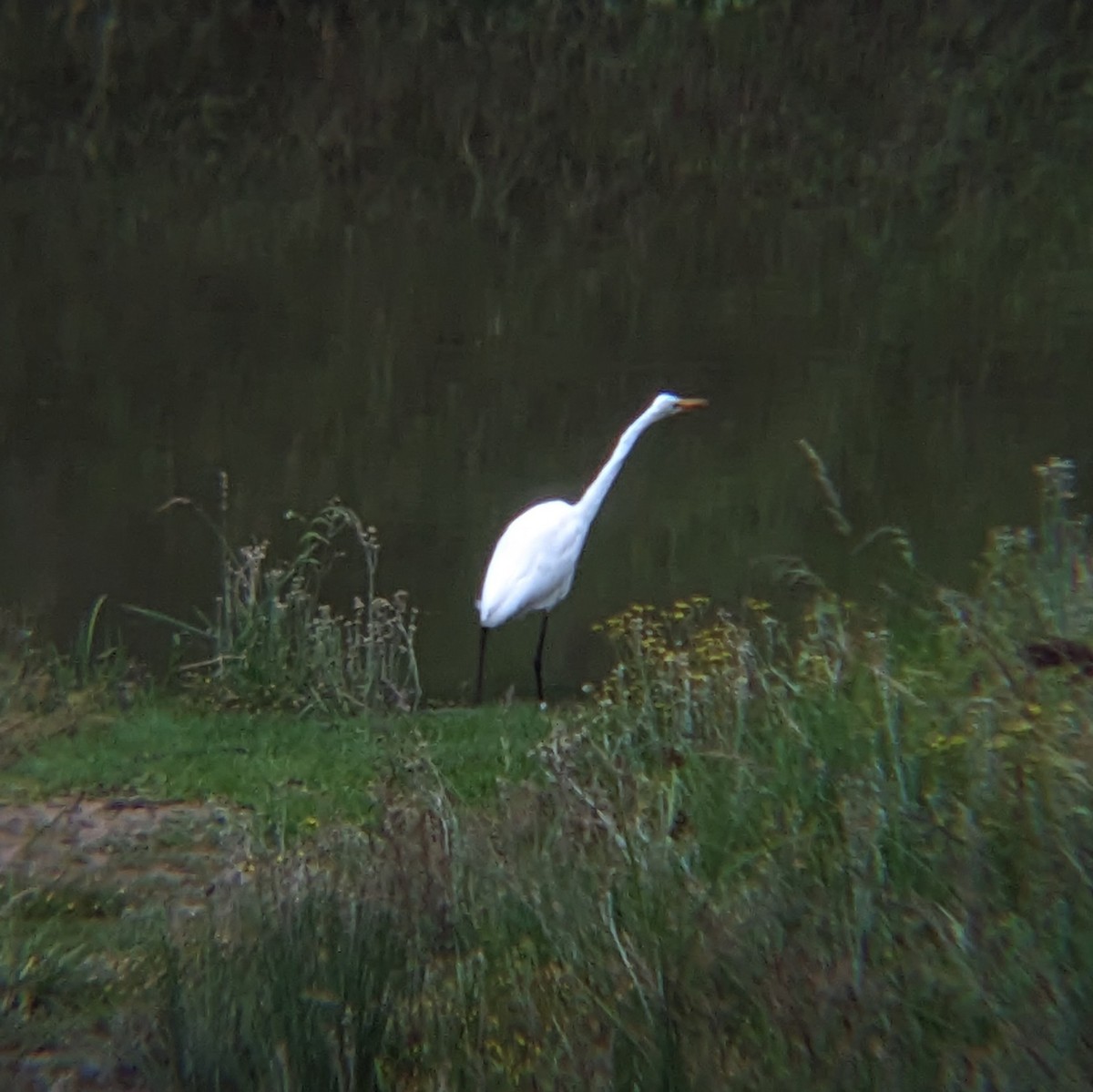 Great Egret - ML618870663