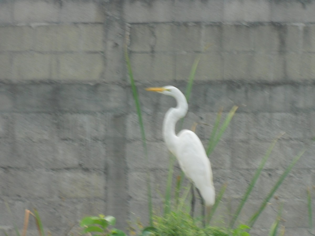 Great Egret - Cenaida Moncada