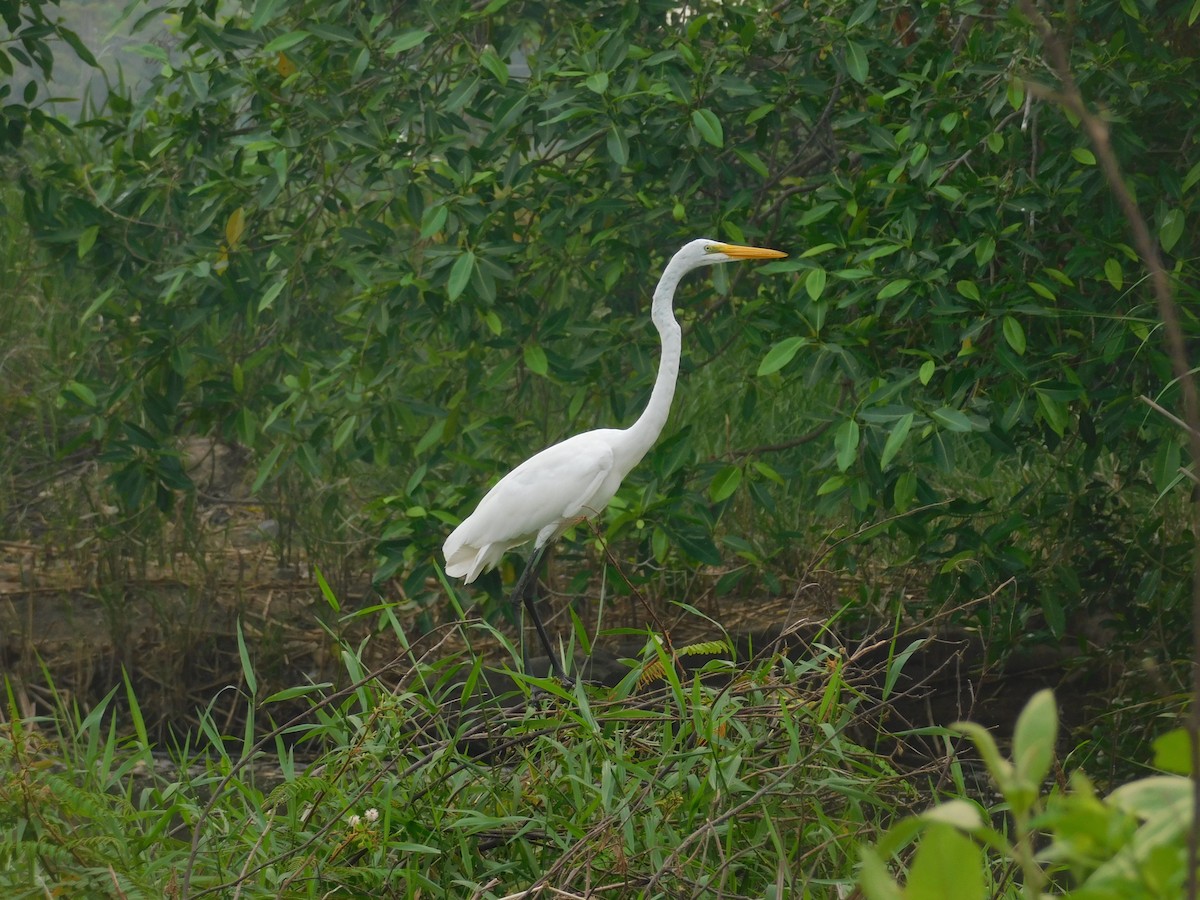 Great Egret - Cenaida Moncada