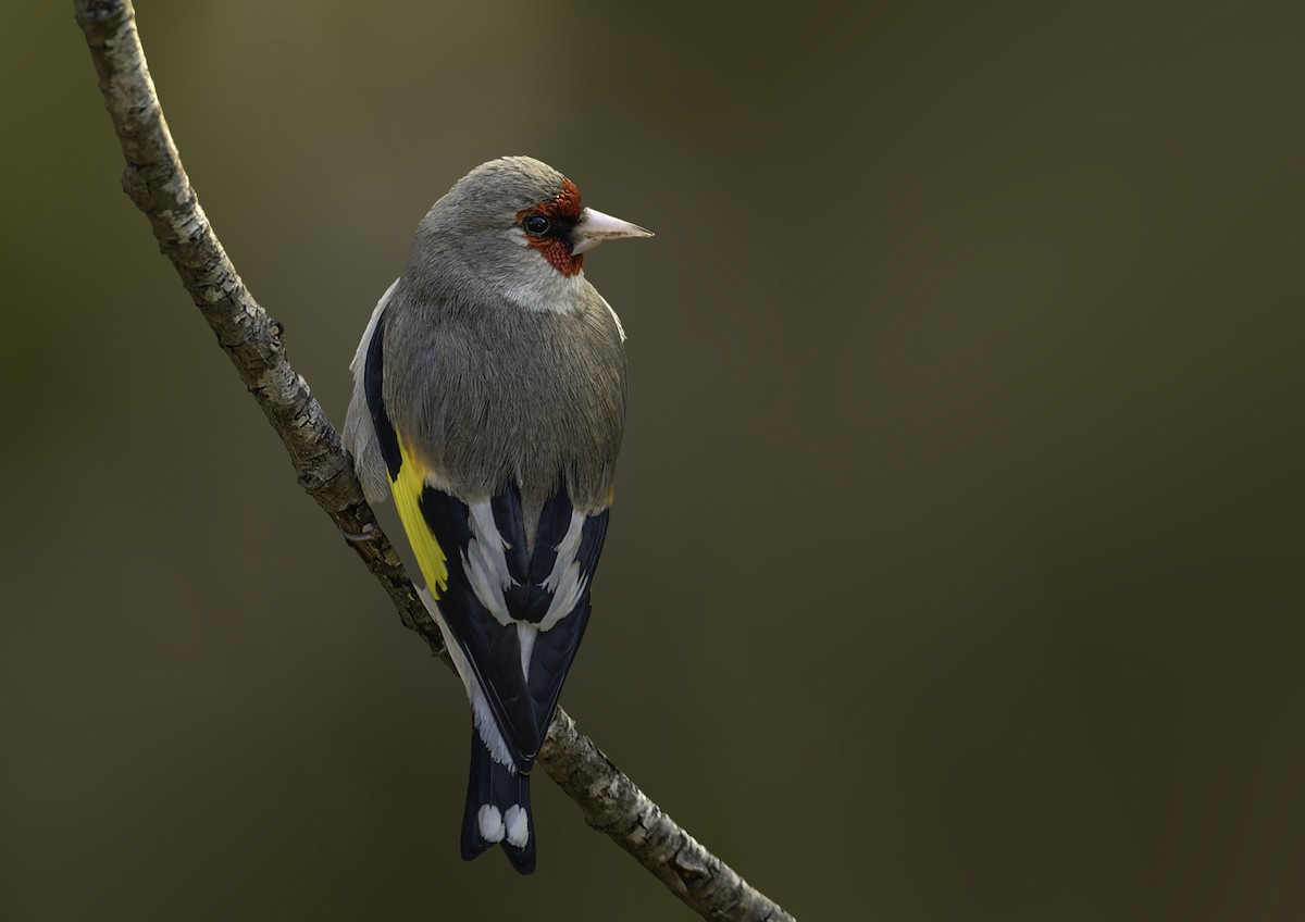 European Goldfinch - ML618870677