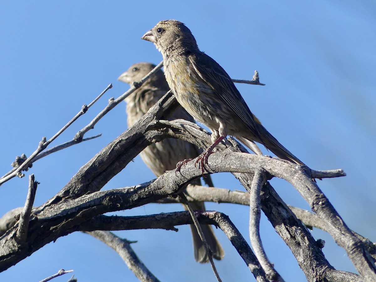 House Finch - Dennis Wolter