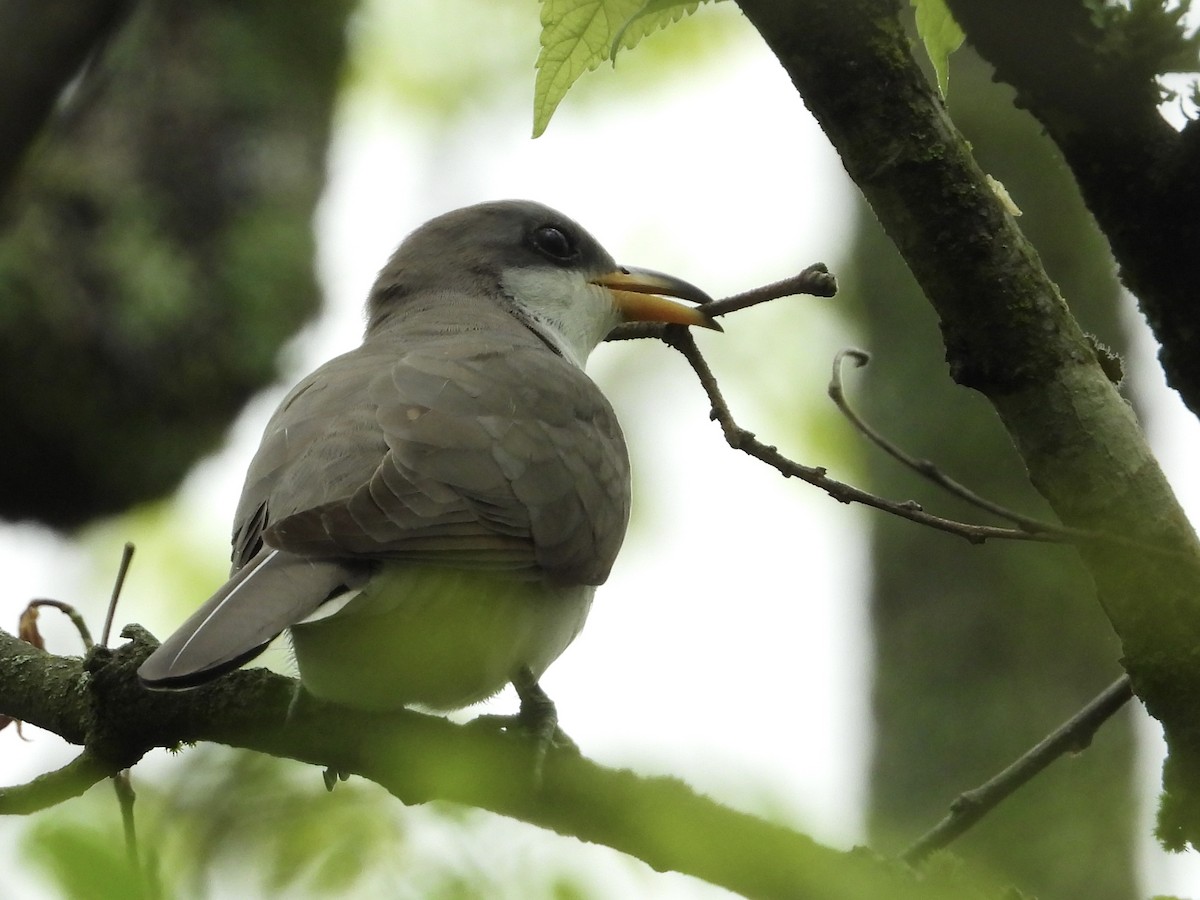 Yellow-billed Cuckoo - ML618870683