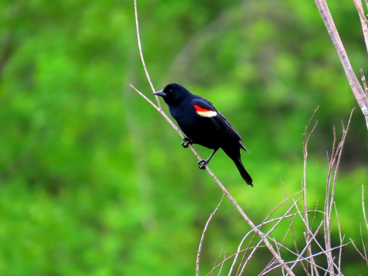 Red-winged Blackbird (Red-winged) - Joseph Pumford