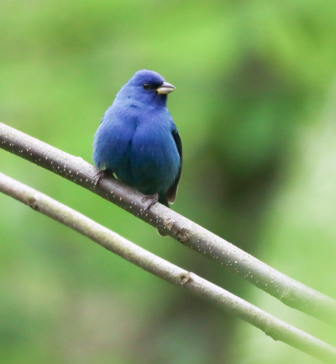 Indigo Bunting - Shelly Kehrle.Sulser