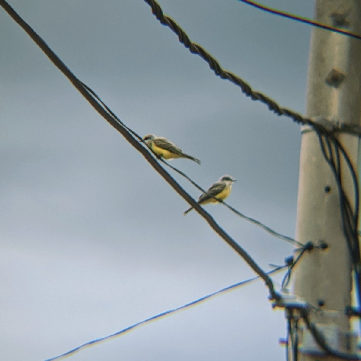 Tropical Kingbird - James Gonzalez