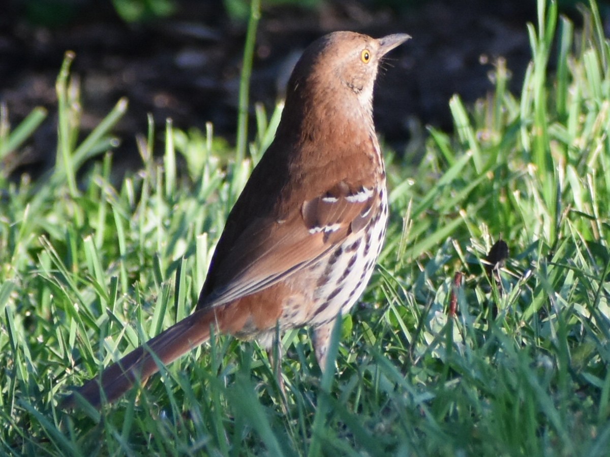 Brown Thrasher - ML618870706