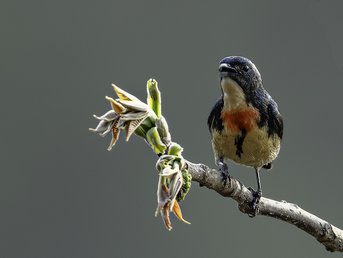 Fire-breasted Flowerpecker - Anonymous
