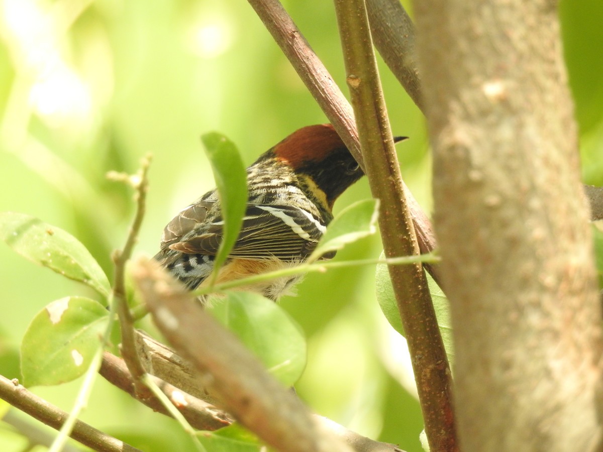 Bay-breasted Warbler - Otto Alvarado