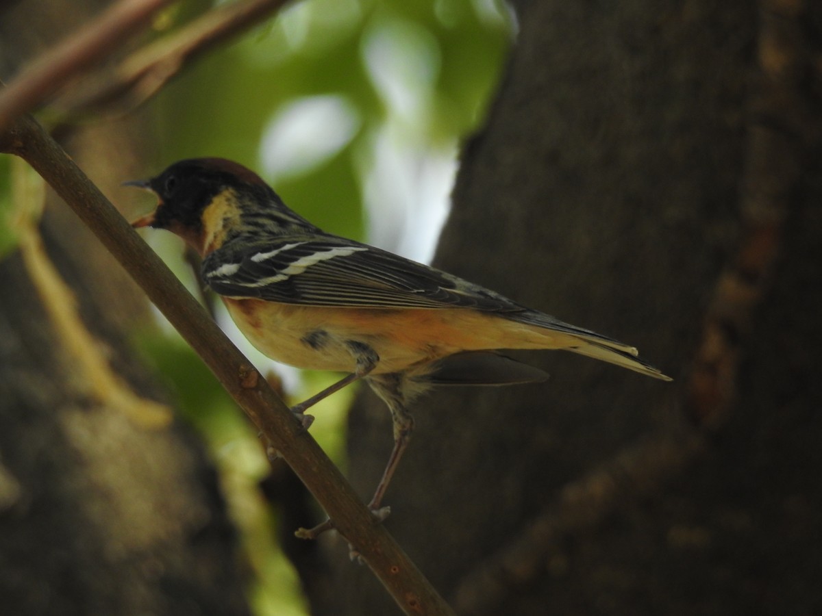 Bay-breasted Warbler - Otto Alvarado