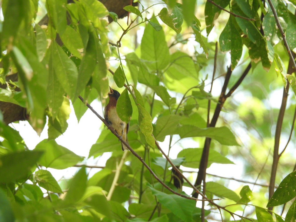 Bay-breasted Warbler - Otto Alvarado