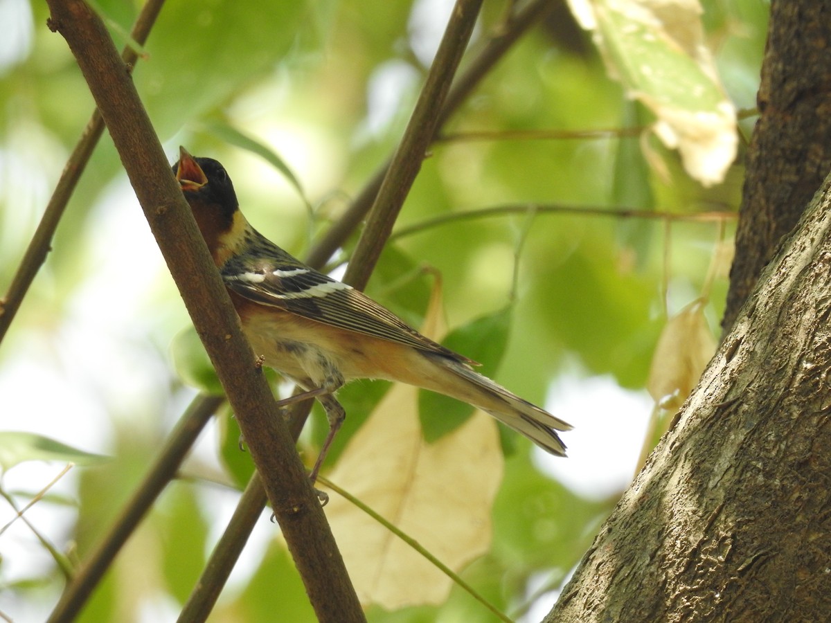 Bay-breasted Warbler - Otto Alvarado