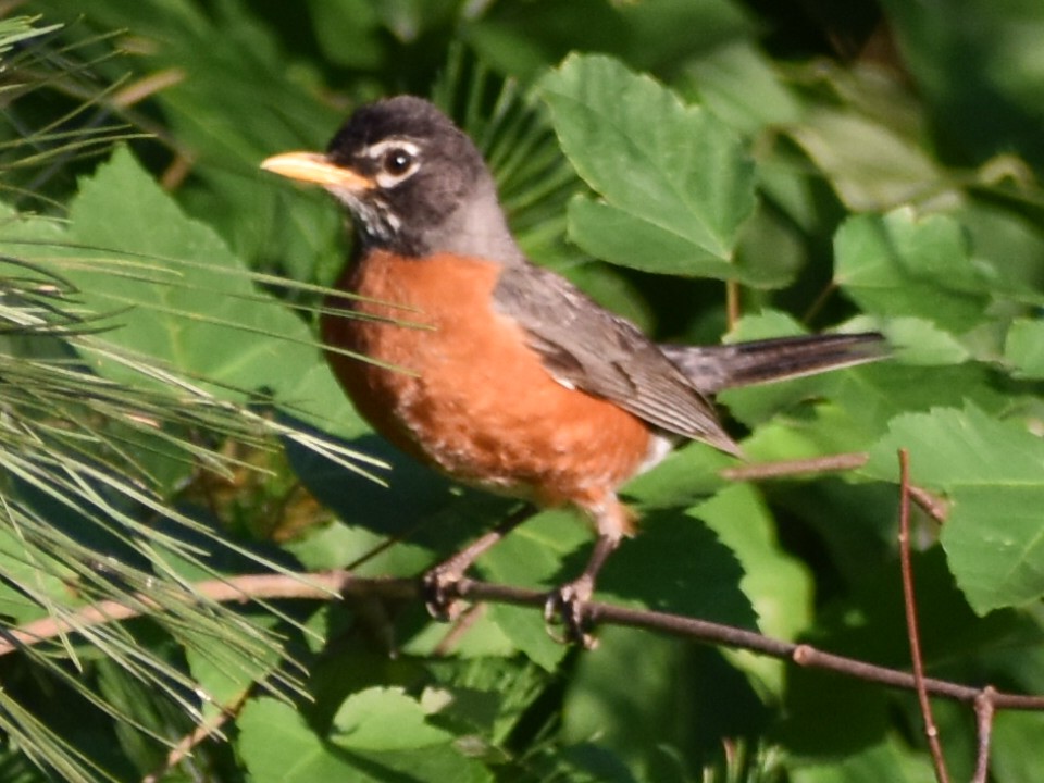 American Robin - ML618870732