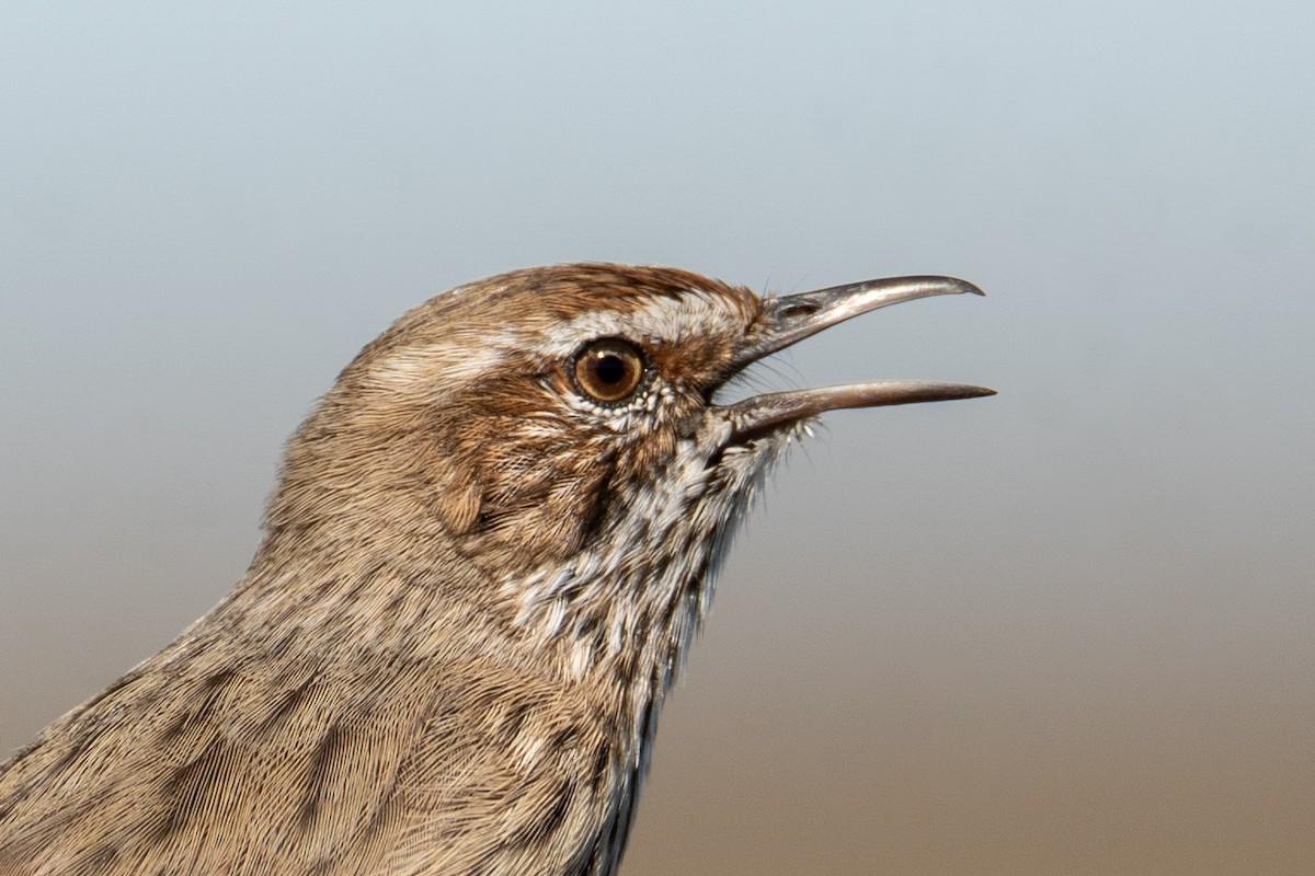 Rufous Fieldwren - ML618870733