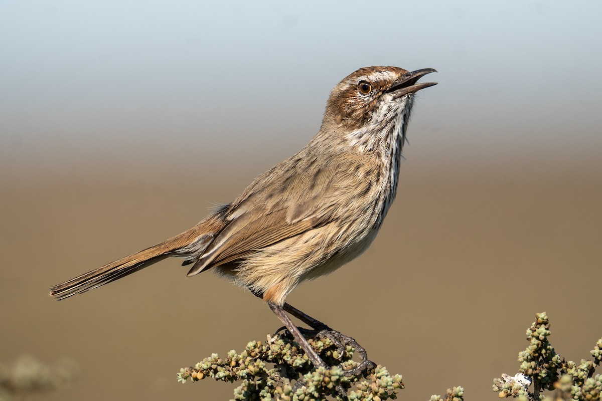 Rufous Fieldwren - ML618870734