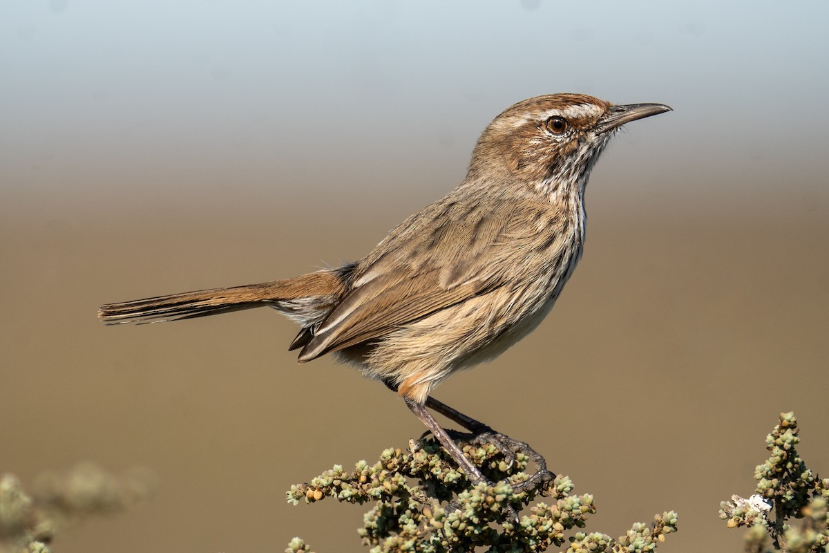 Rufous Fieldwren - ML618870736