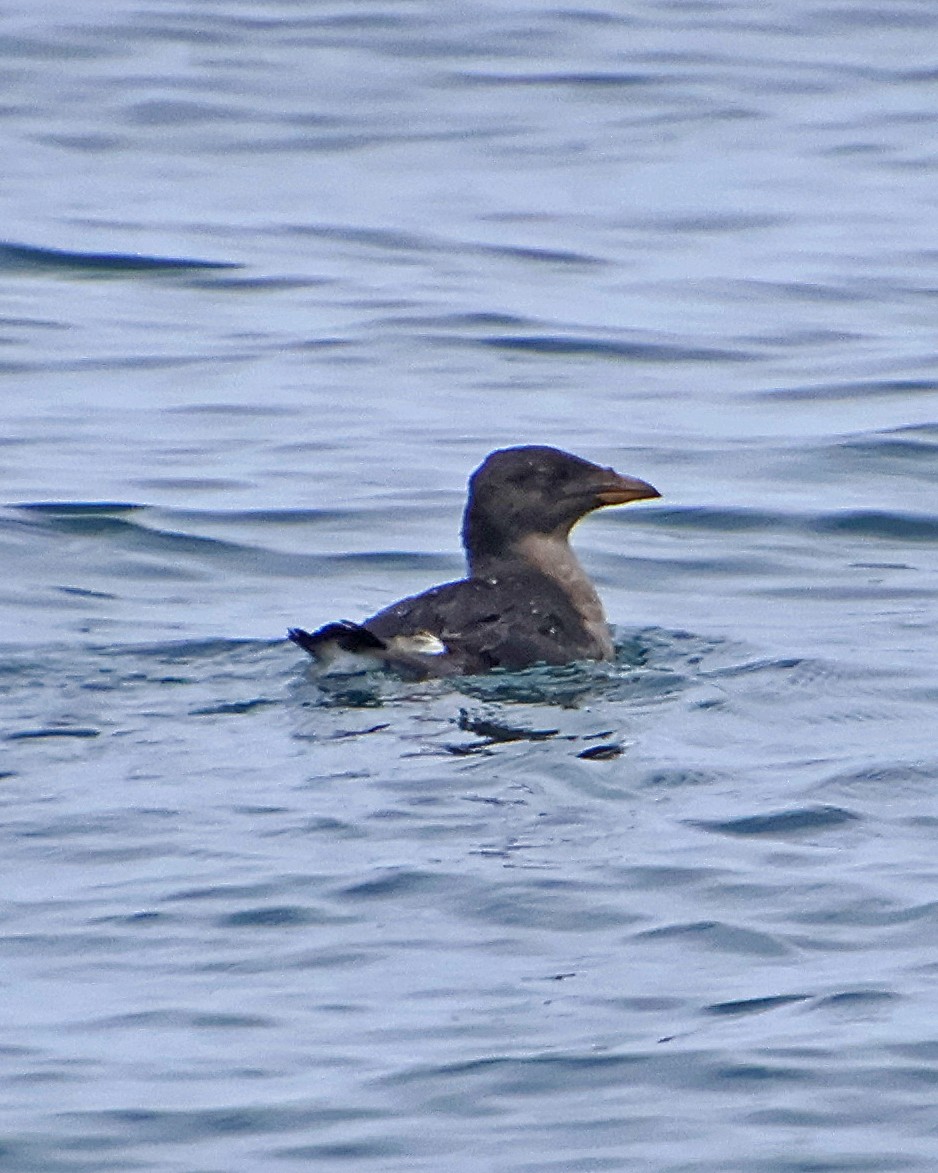 Rhinoceros Auklet - Robert Polkinghorn