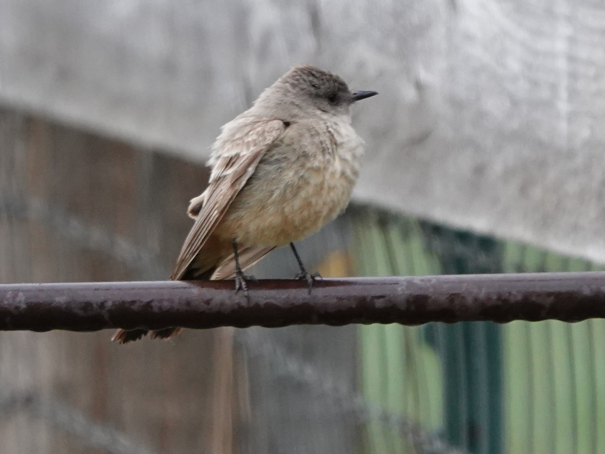 Say's Phoebe - Kirsti Aamodt