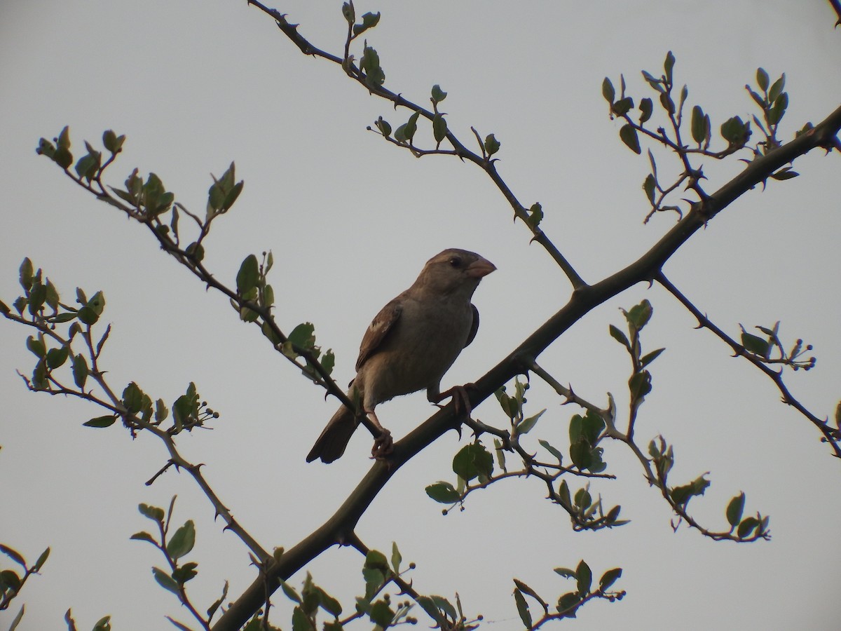 House Sparrow - Hisham Muhammed