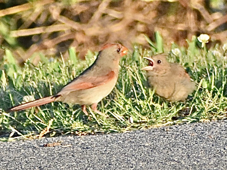 Cardinal rouge - ML618870759