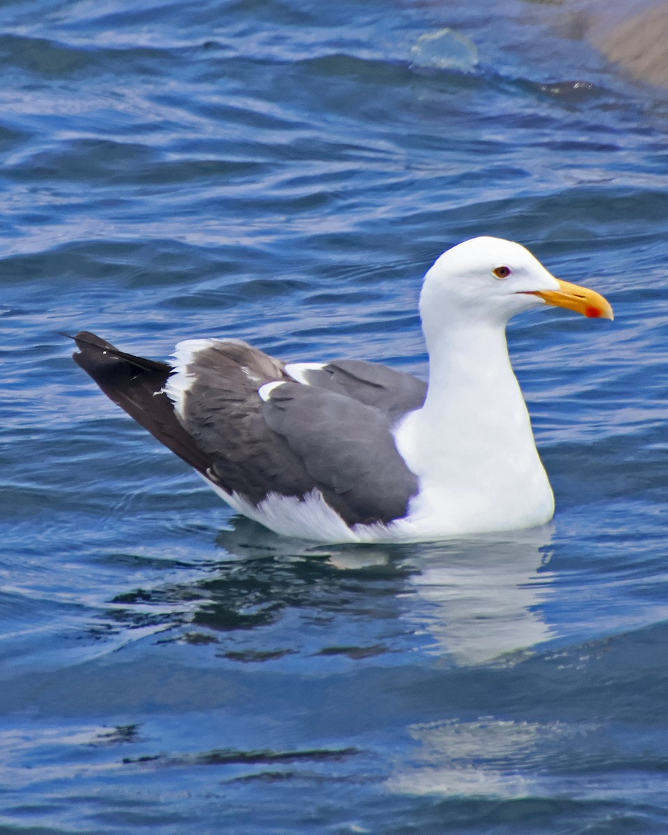 Western Gull - ML618870765