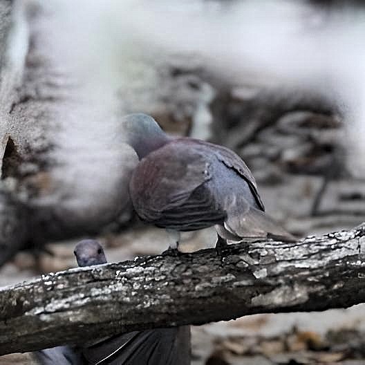 Pale-vented Pigeon - Oscar  Diaz