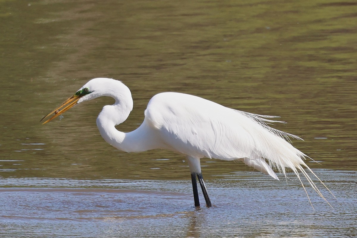 Great Egret - Eric Peterson