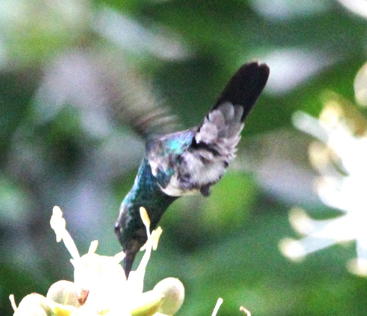 Snowy-bellied Hummingbird - Oscar  Diaz