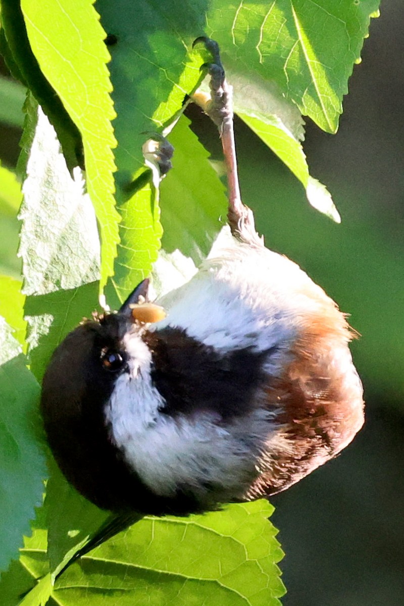 Chestnut-backed Chickadee - ML618870790