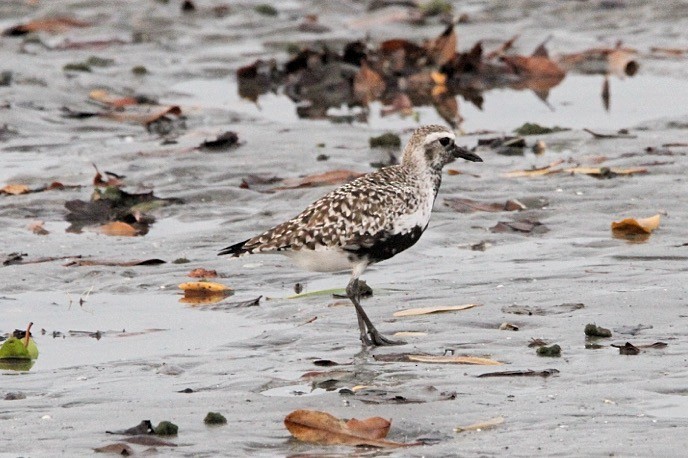 Black-bellied Plover - Oscar  Diaz