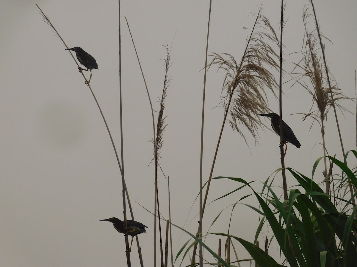 Green Heron - Cenaida Moncada