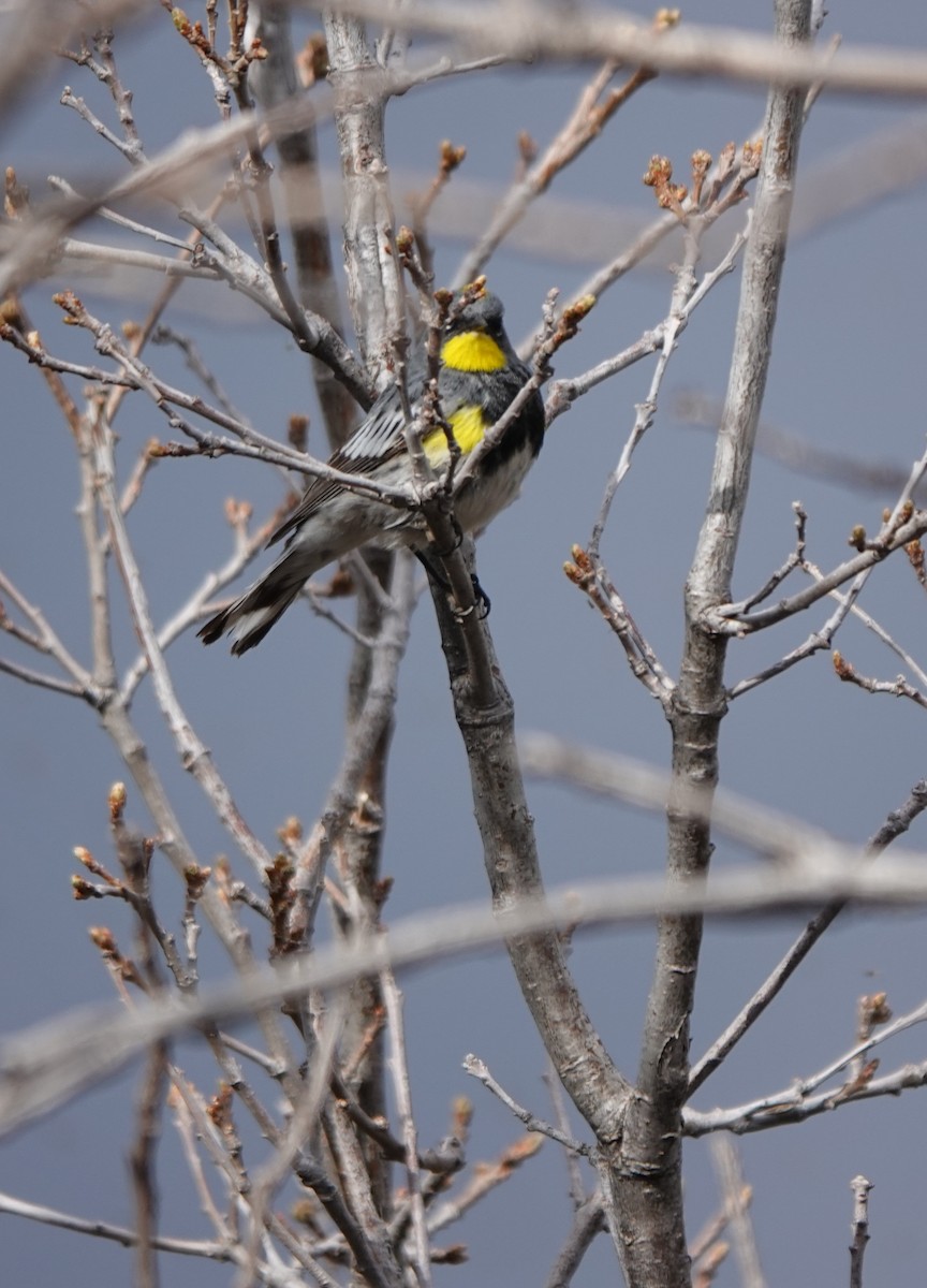 Yellow-rumped Warbler (Audubon's) - Kirsti Aamodt