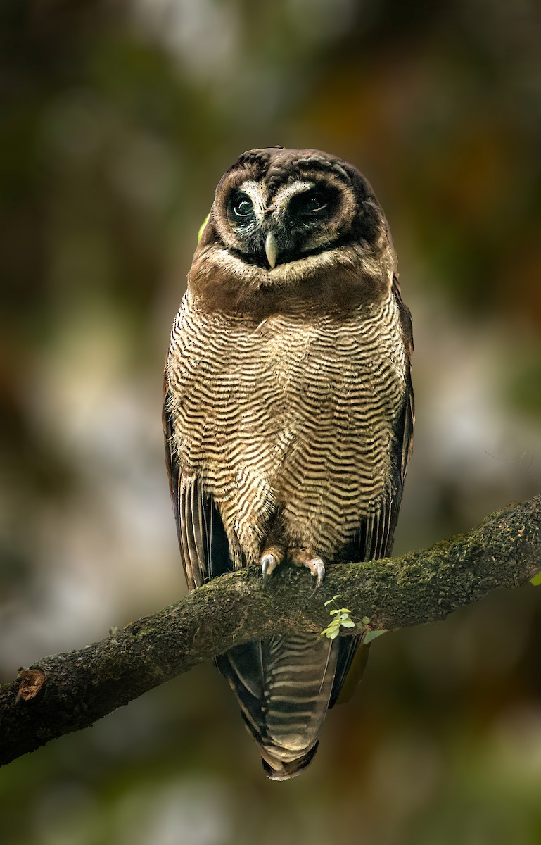 Brown Wood-Owl - Anonymous