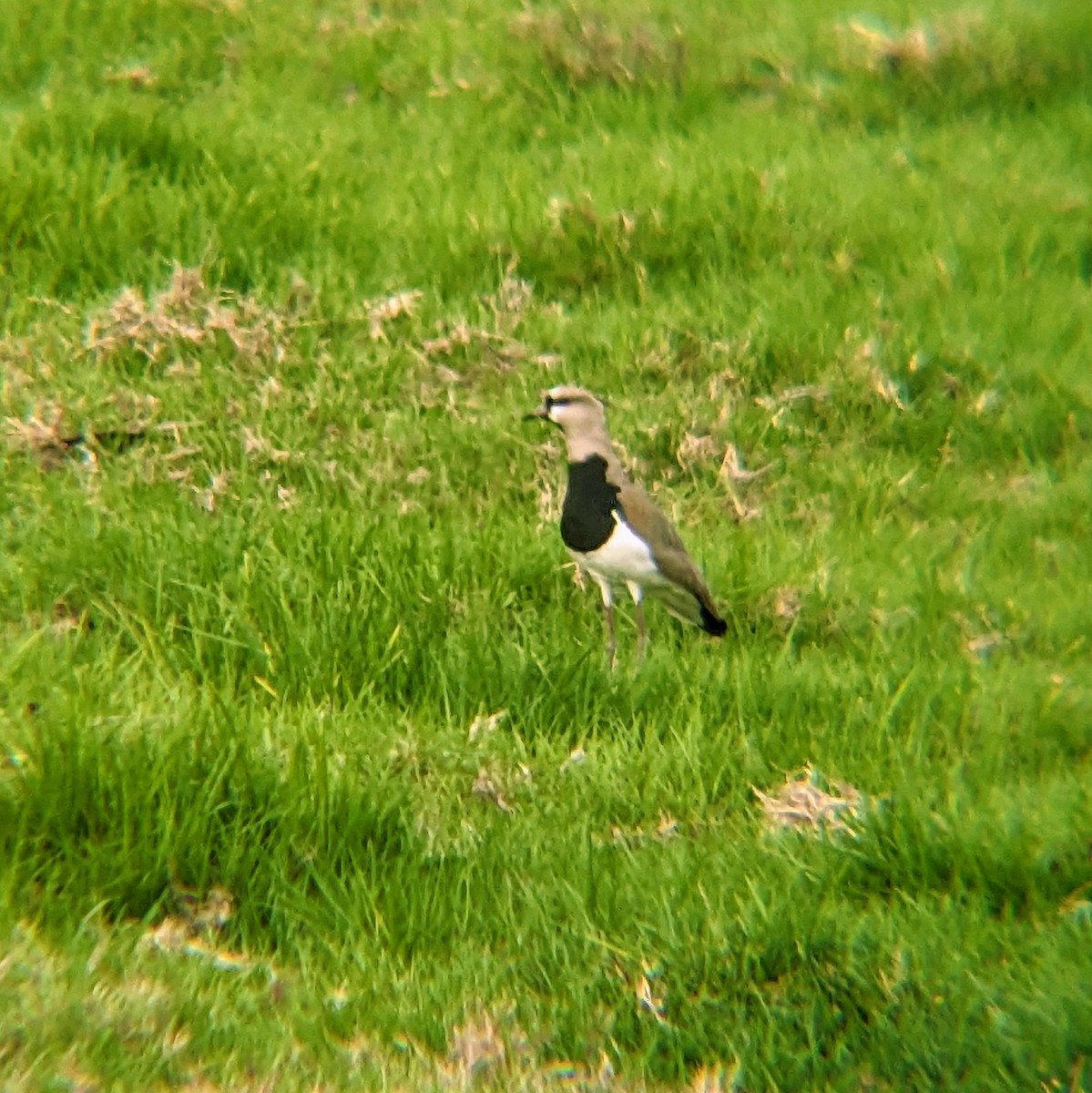 Southern Lapwing - ML618870804