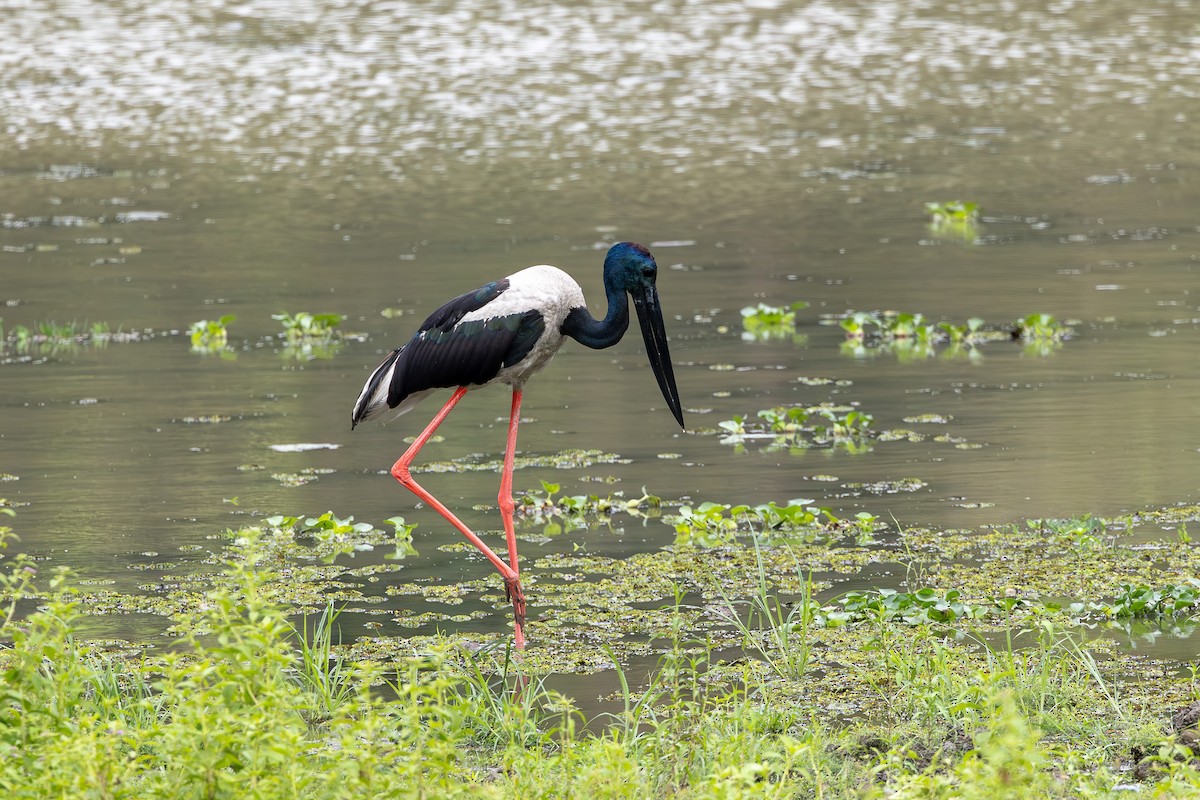 Black-necked Stork - Otto Samwald