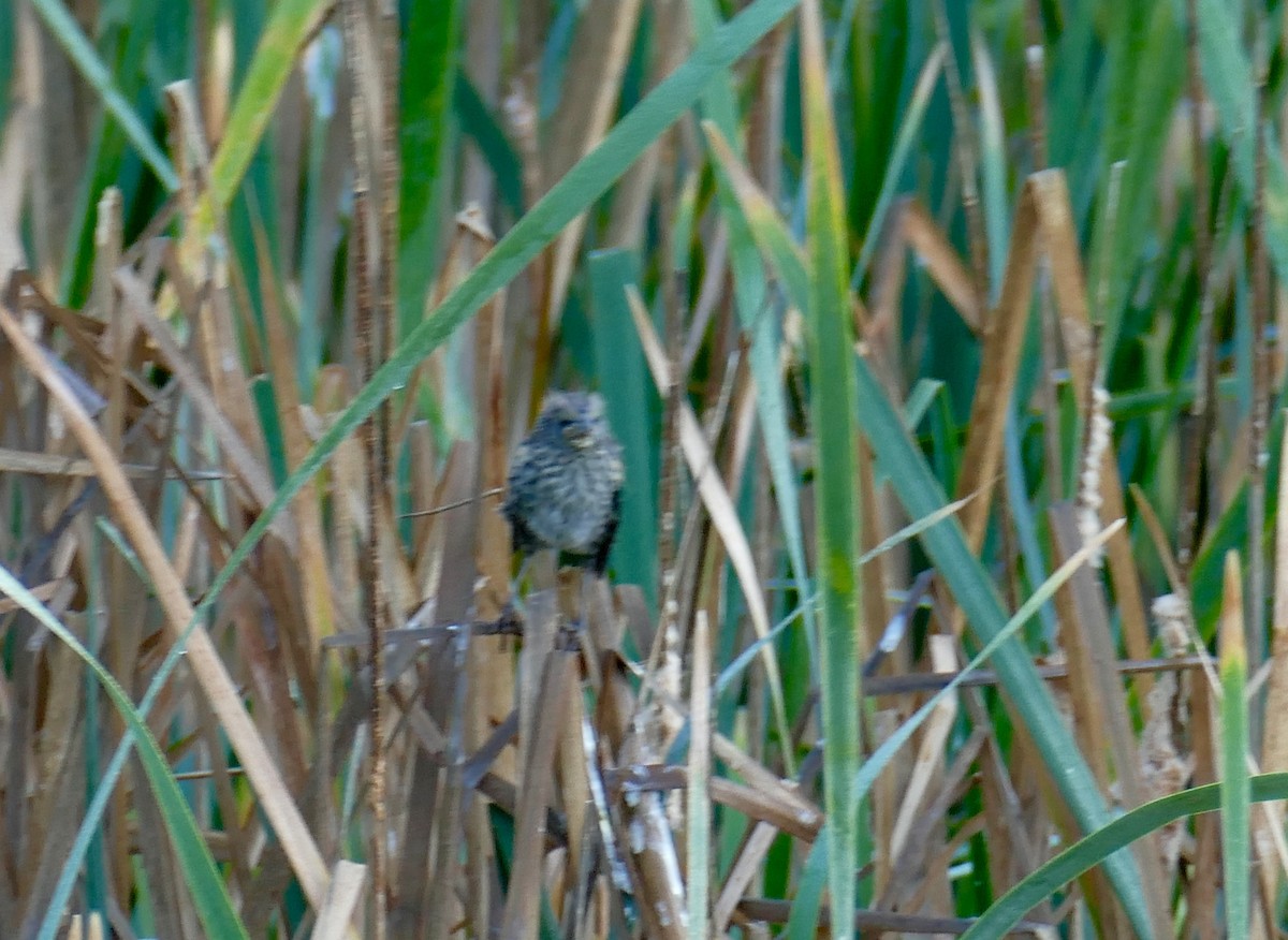 Tricolored Blackbird - ML618870817