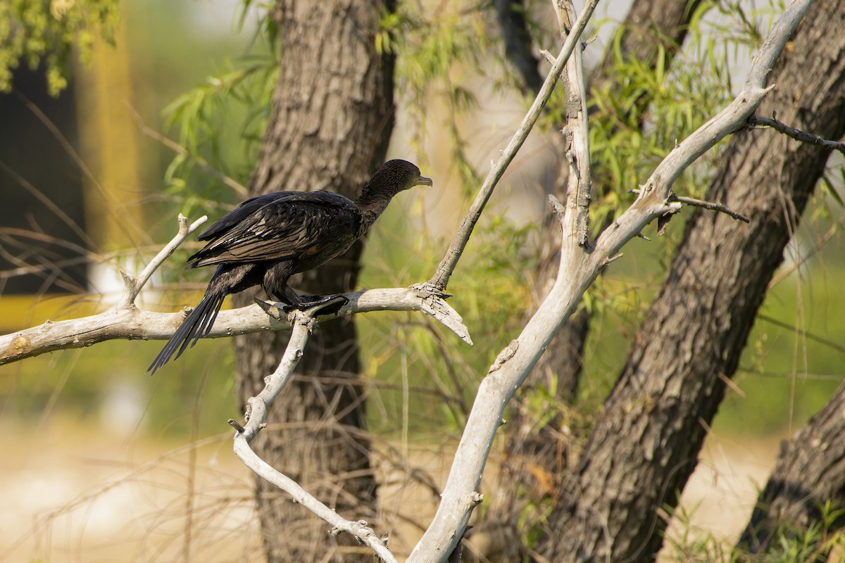 Neotropic Cormorant - Jose Luis Lopez