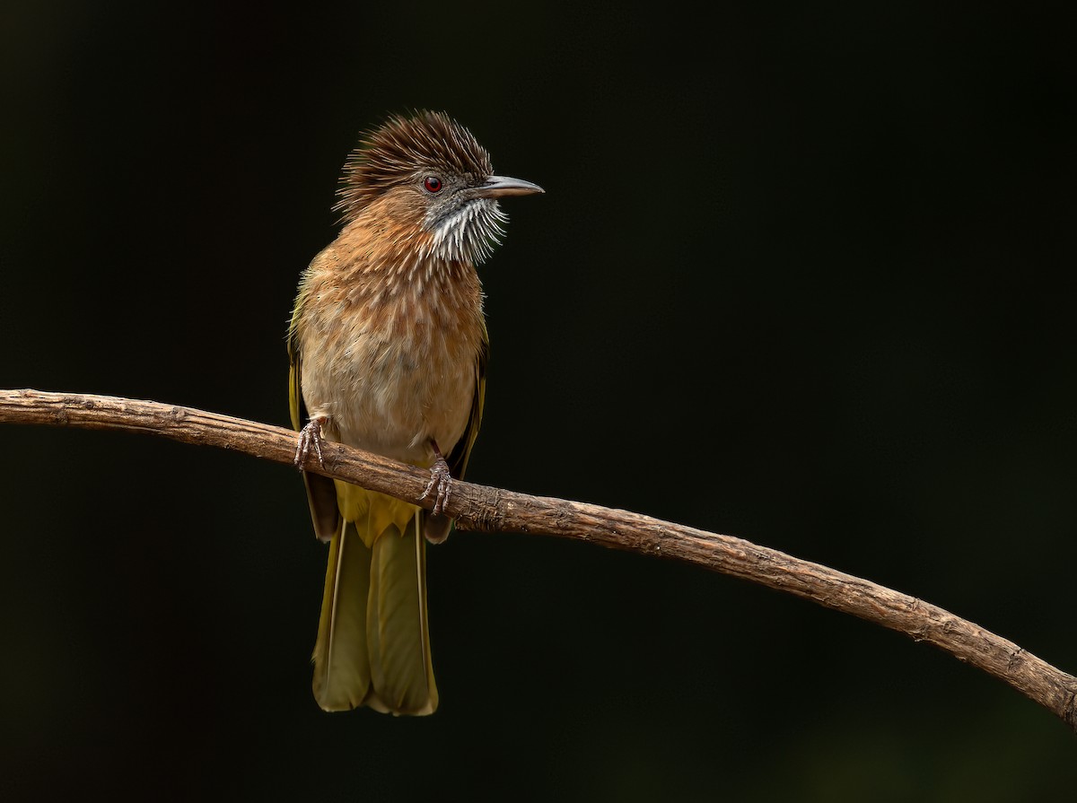 Mountain Bulbul - Anonymous