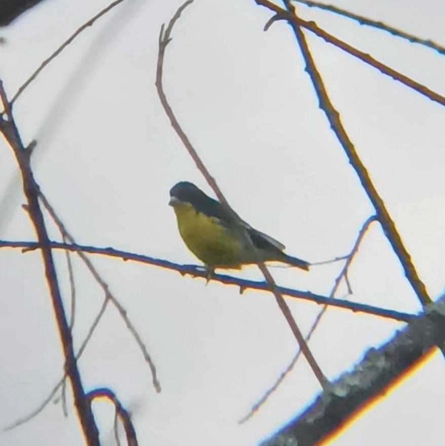 Lesser Goldfinch - ML618870830