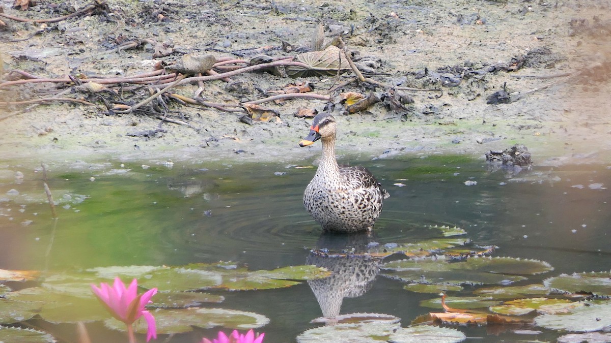 Indian Spot-billed Duck - Bijoy Venugopal