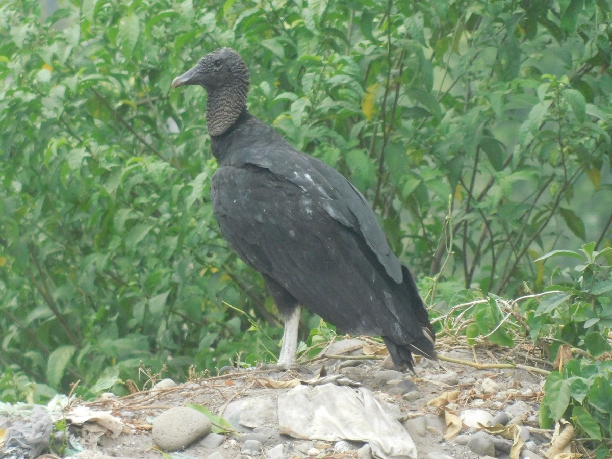 Black Vulture - Cenaida Moncada