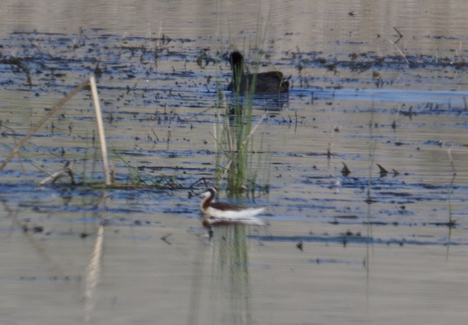 Wilson's Phalarope - Tim Johnson