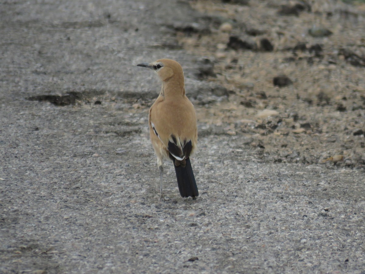 Iranian Ground-Jay - Houman Doroudi