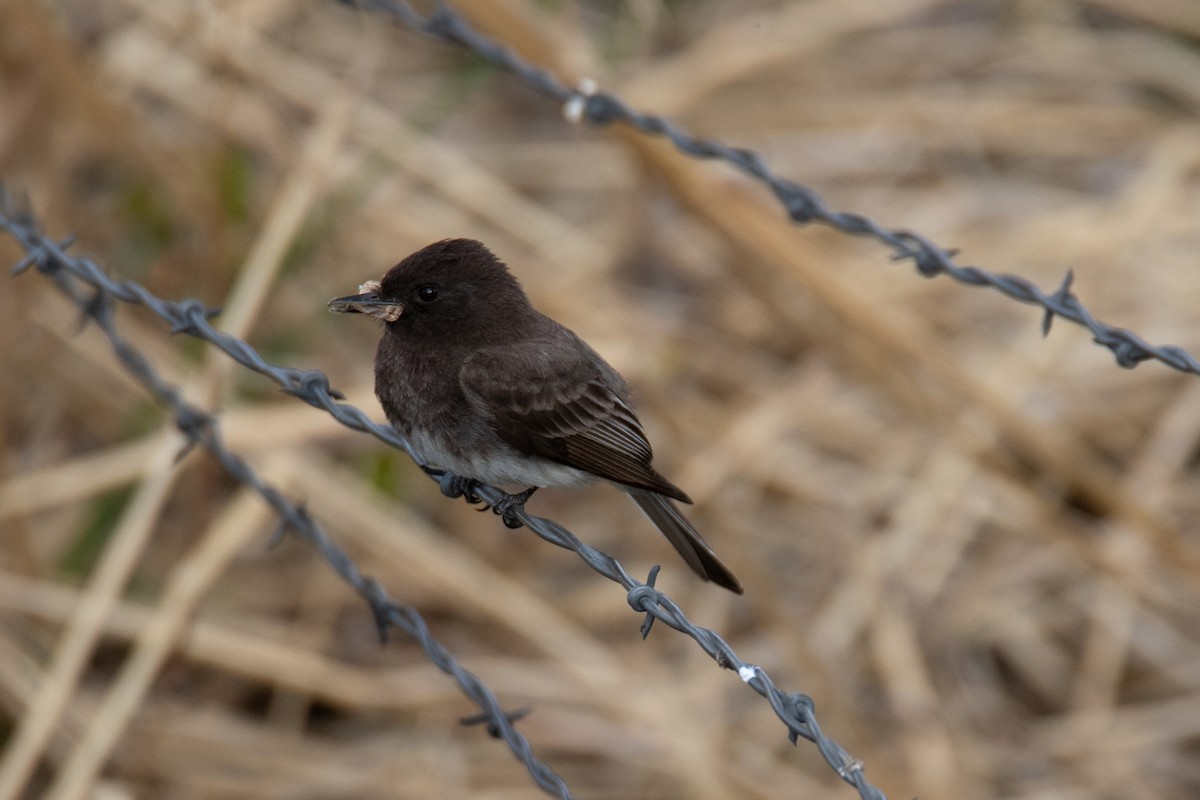 Black Phoebe - ML618870854