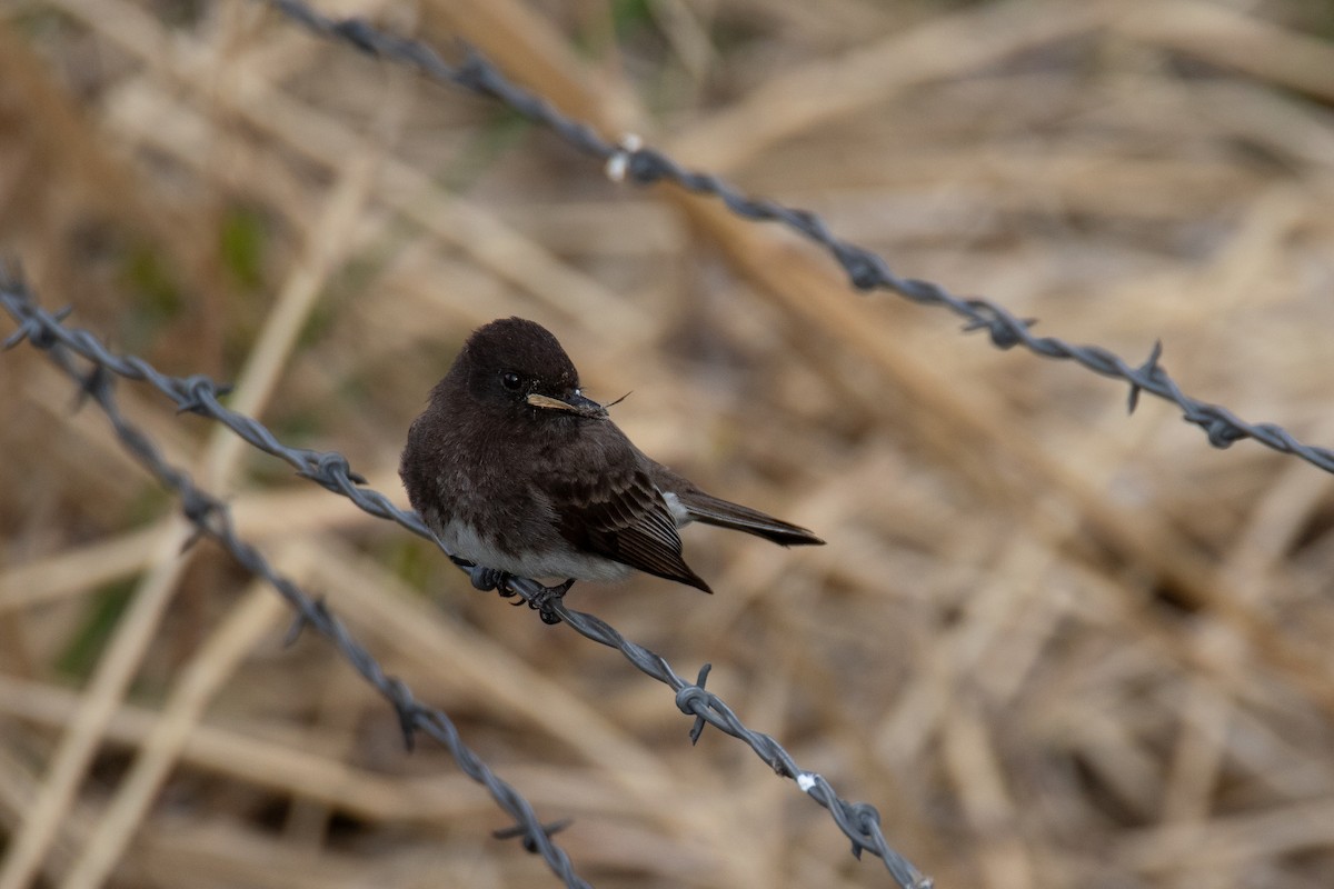 Black Phoebe - ML618870855