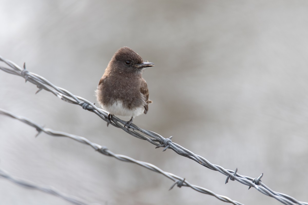 Black Phoebe - ML618870856