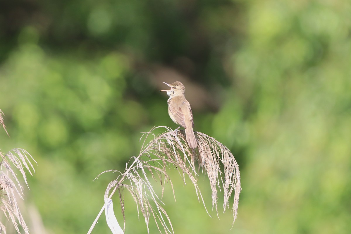 Oriental Reed Warbler - Herman Viviers