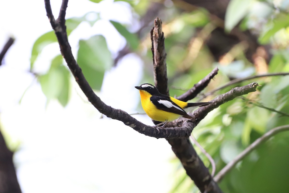 Yellow-rumped Flycatcher - Herman Viviers