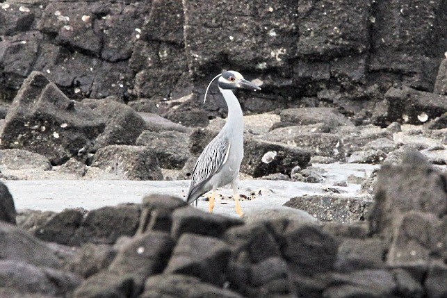 Yellow-crowned Night Heron - Oscar  Diaz