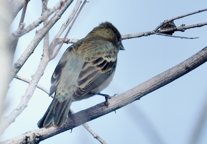 Lazuli Bunting - Tim Johnson