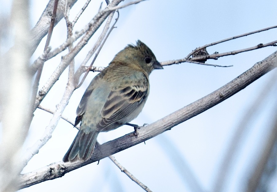 Lazuli Bunting - Tim Johnson